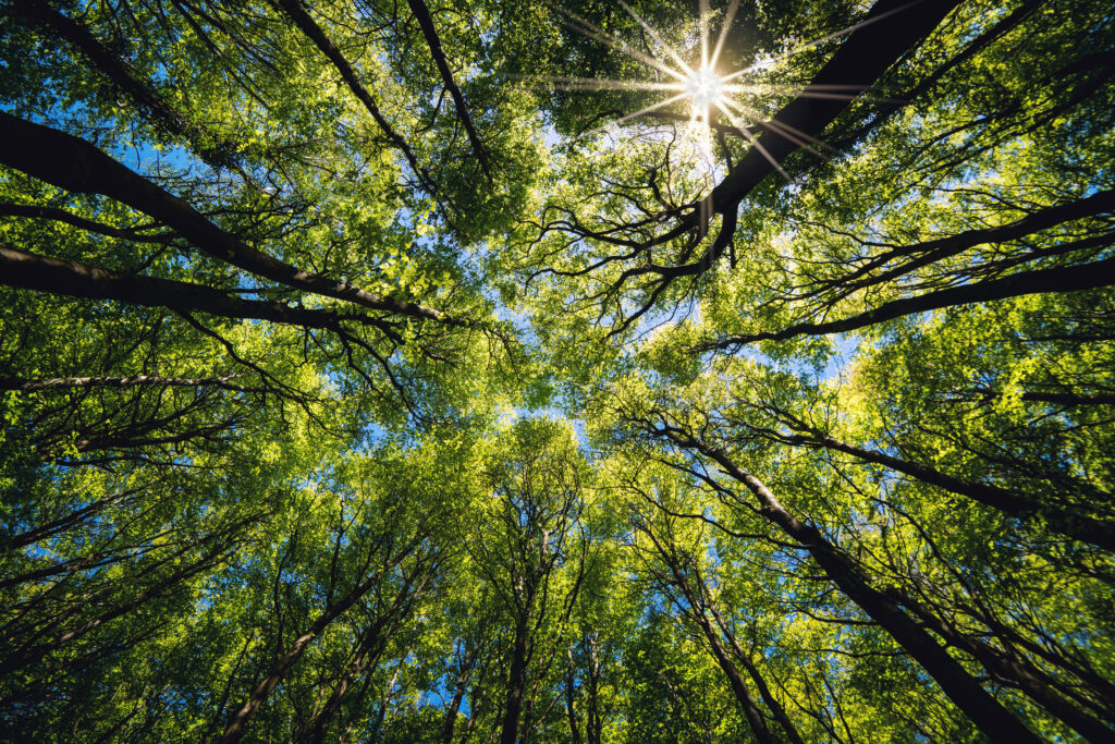 Green Forest - Eco-Friendly High-Quality Hardwood Flooring